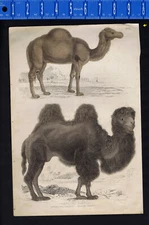 c1850 Camelus Camels, Hand Colored Print - Over sized - Captain Thomas Brown