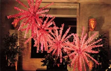 Postcard Hawaii Vanda Orchid Display