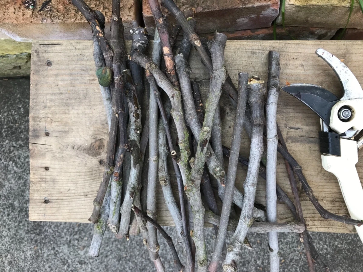 Bbq wood top for sale
