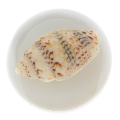 Fit Ginger Snap Shell 18mm / 20mm snap 0787/125/24