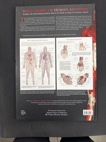 Wallchart of Human Anatomy: 3 D Full-Body Images, Detailed System - Picture 8 of 8