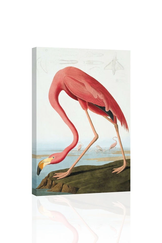 Audubon American Flamigo - CANVAS OR PRINT WALL ART
