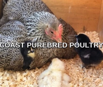 Day Old Sexed Chicks Chickens Purebreds From 7