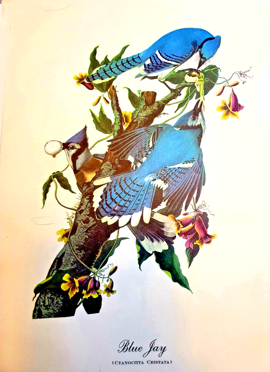 Multiple Different Vintage Audubon Nature Prints Birds Collection
