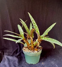 Ledebouria socialis , succulents bulb