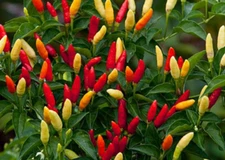 25+ TABASCO HOT PEPPER SEEDS NON-GMO FRESH FOR YOUR GARDEN