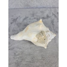 Natural Conch Seashell for Display Home Decor Beach Coastal 6.5"