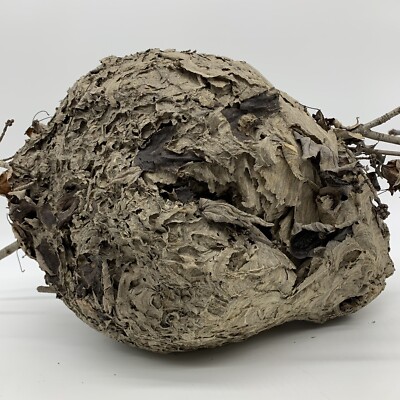 Spectacular 15  Real Bald-Faced Hornet s Nest with Natural Branch & Leaves