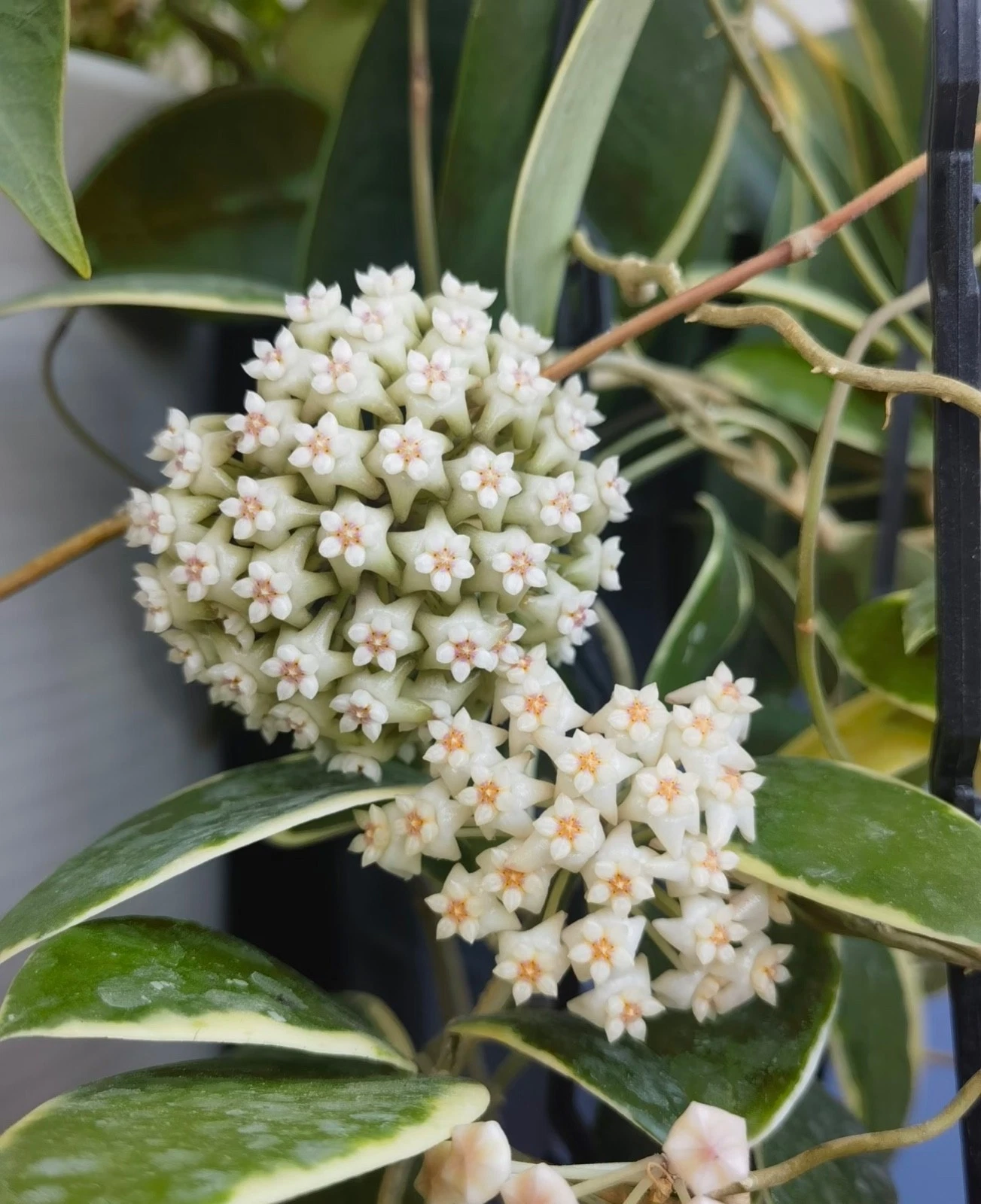 RARE HOYA VARIEGATED " VERTICILLATA ALBO "-PLANTS ROOTED SUCCULENT 18-37
Opens in a new window or ta