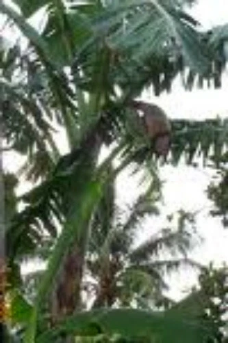  Plantain Banana Tree Saba Musa Plantation Fruit easy Quick shade get 20 ft tall - Image 3 of 4