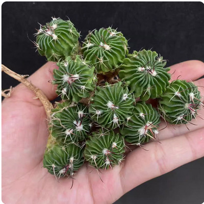 10pcs Gymnocalycium ragonesei Stenocactus multicostatus Cactus Succulent plant