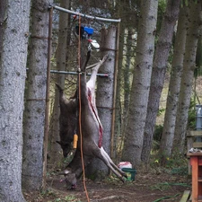 Gambrel for Deer Hoist Truck Hitch Tree Mounted Game Hanger Tripod Stand Lift...