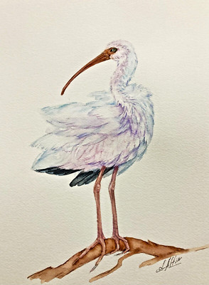 White Ibis Bird Watercolor Original Painting 