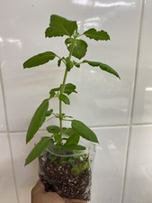 Tulsi Holy Basil plant, Tulsi 100% genuine. Healthy Well rooted, One plant
