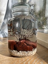 TALL Half Gallon GLASS OPAE ULA HAWAIIAN RED SHRIMP OPEN ECOSPHERE 10 OPAE ULA