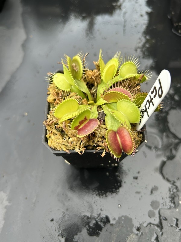 Venus Flytrap Patches -  Carnivorous Plant  🔥🔥🔥