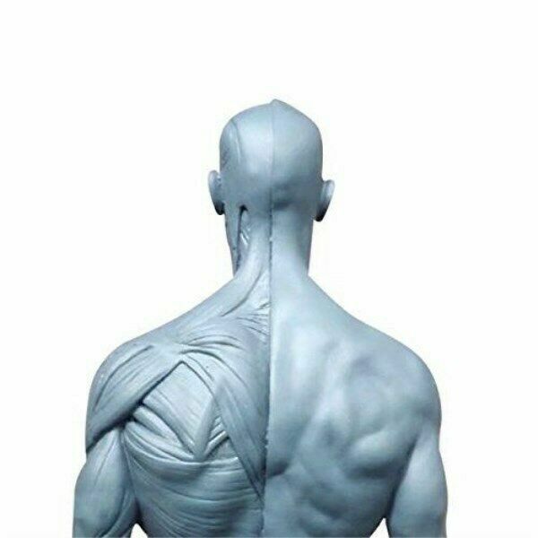 11 inch Human Anatomical Model Art Anatomical Figure Gray Female+Male US STOCK