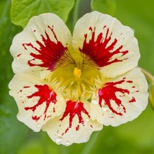 12 Bloody Mary Nasturtium Seeds - Edible Plants