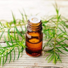 Essential Oil - Tea Tree