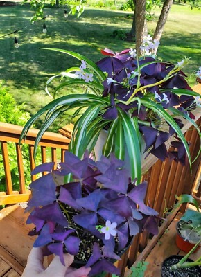 10 - Oxalis Tringularis, Purple Shamrock,Love Plant, Good Luck Plant -  bulbs | eBay