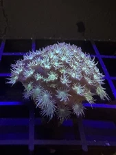 Live Coral Goniopora Green Micro