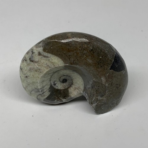 54.2g, 2.1"x1.7"x1", Goniatite Ammonite Polished Mineral from Morocco, F2024 - Picture 6 of 12