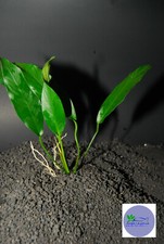 ANUBIAS CONGENSIS -Freshwater Aquatic Live Plants