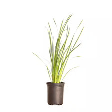2.5 Qt. Butterfly African Iris Plant with Yellow Bicolor Flowers