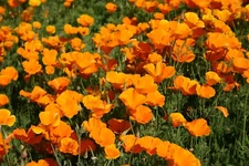 Poppy- California Orange- 500+ Seeds