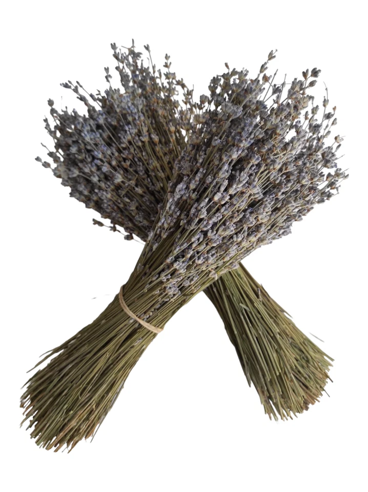 Zertifizierter Griechischer Getrockneter Lavendel aus Bio 1-22 Bund 32 cm | 2025 - Bild 3 von 4