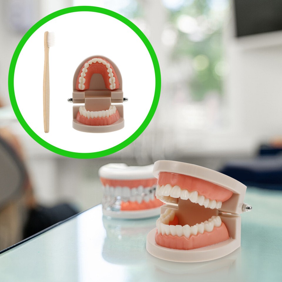 Teeth Model for Teaching Cognitive Kids Oral Cavity Child eBay