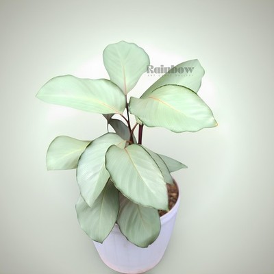 Calathea Silver Ornamental Plant