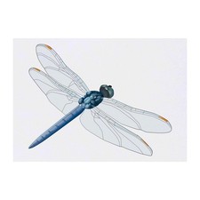 'Dragonfly' Temporary Tattoos / Transfers TO00035130 