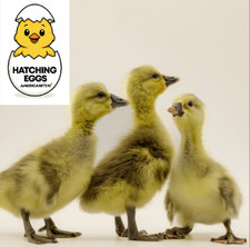 11 FERTILE GOOSE HATCHING EGGS BROWN CHINESE SHIPS FRESH PRIORITY MAIL 3 DAYS