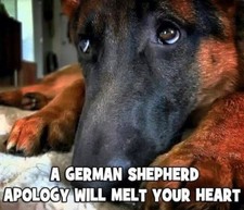 German Shepherd refrigerator magnet 3 1/2 x 3  1/2