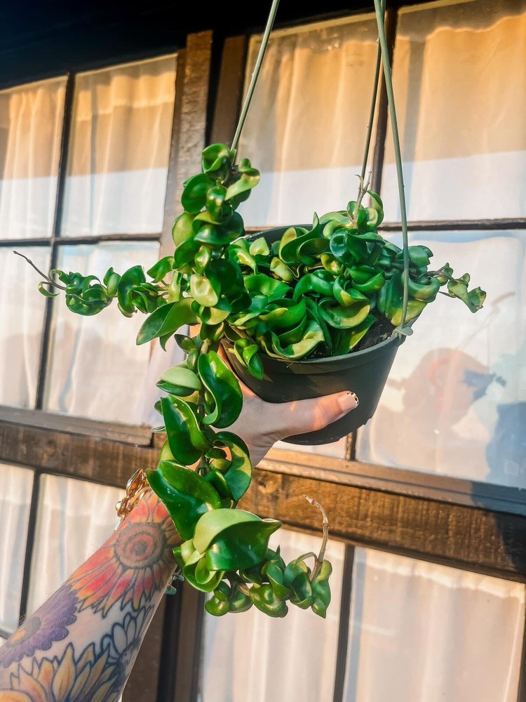 Hoya Compacta- 6” Hanging Pot