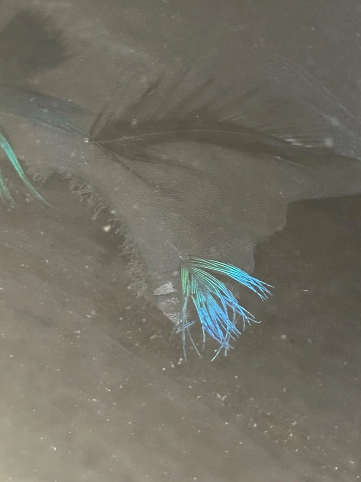 Enorme colgante de pared 3D de dos piezas plumas de pavo real reales sobre tela obras de arte Foto 3 de 4