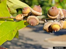 12 SPANISH OAK ACORNS - Quercus falcata