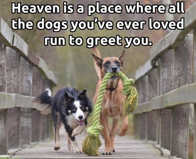 Border Collie  heaven dog  refrigerator magnet 3 1/2 X 4 1/2 ''
