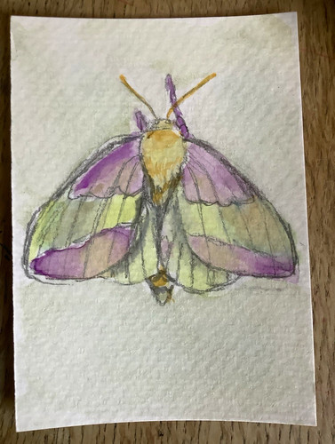 ACEO rosy maple moth, original watercolor painting, one of a kind