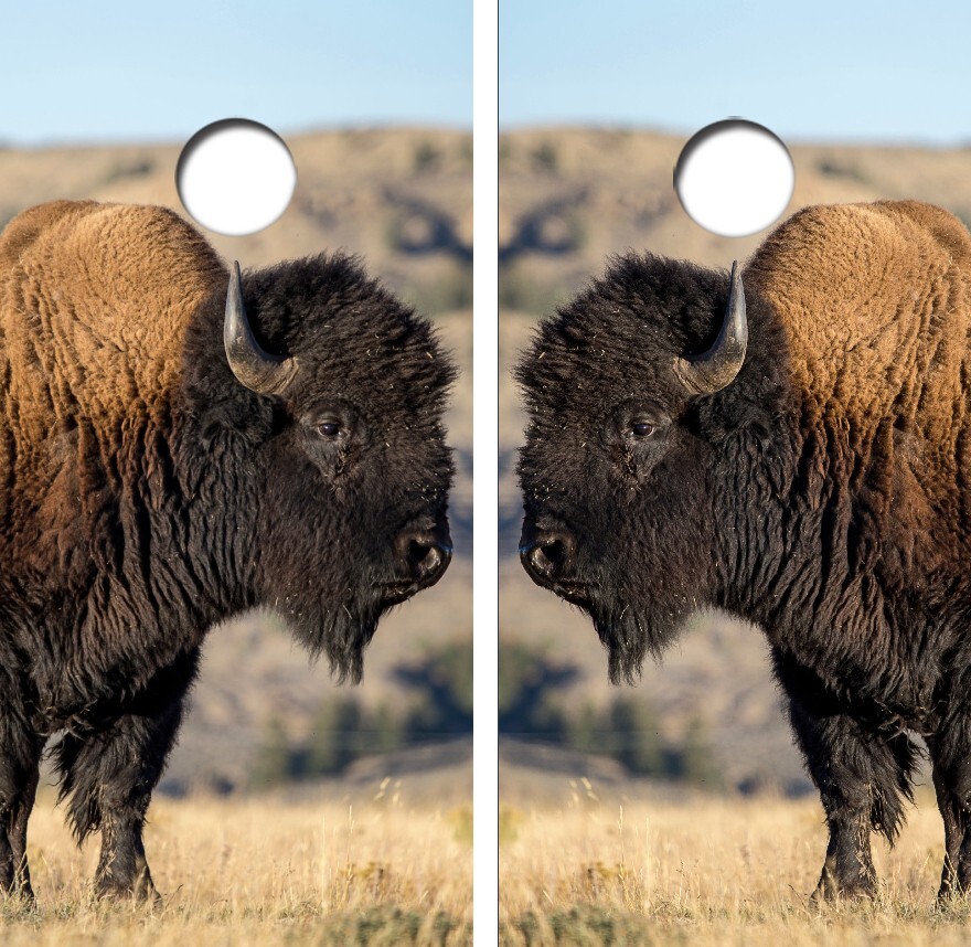 American Buffalo/Bison Cornhole Board Wrap LAMINATED Decal Vinyl Sticker #4324