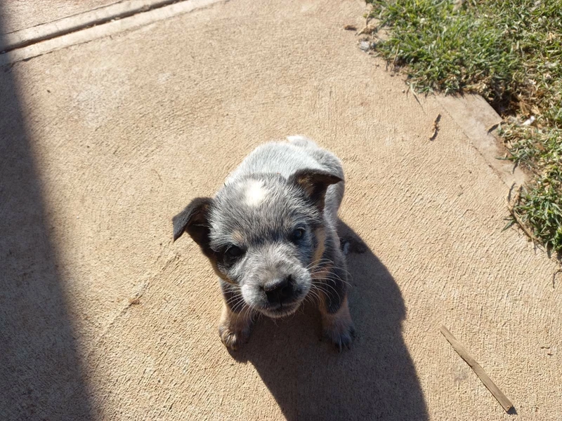 gumtree blue heeler