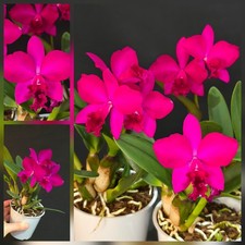 Mini Cattleya Hybrid Deep Burgundy. 1 Flower Spike. Bright Flowers, 12 Cm Pot