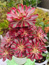 Aeonium Chanel Rooted plant - one rosette Variegated- choose size UK