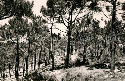 Notre-Dame-de-Monts La Foret de Pins