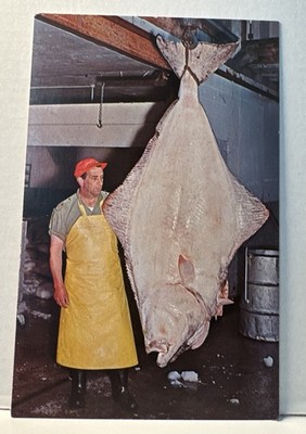 Largest Halibut - Prince Rupert Canada 1966 Postcard Fisherman 7 Ft Fish