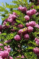 15 ROSE LOCUST / PINK ACACIA Flower Robinia Hispida Fertilis Tree Shrub Seeds