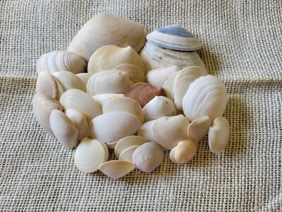 Seashells 38 Count Lucine and Clam Shells - Dime to Half Dollar Size, Cleaned