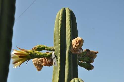 100 seeds Echinopsis 'Torres y Torres' x 'Malo 4' - Picture 2 of 2