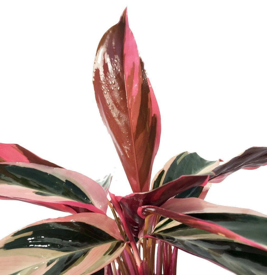 Трехцветное молитвенное растение Stromanthe Triostar легко выращивать живое комнатное растение горшок 4 дюйма - Изображение 4 из 4